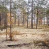 taiga