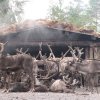 Олени / Reindeers / Põhjapõdrad